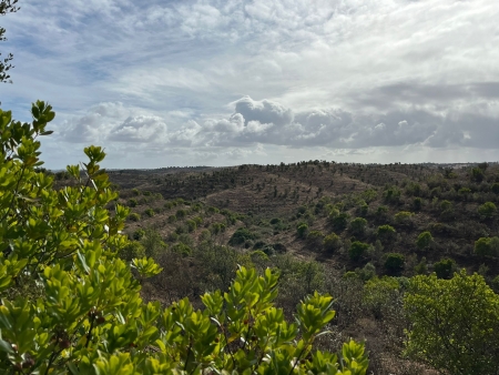 Boas práticas no terreno: gestão ativa do montado