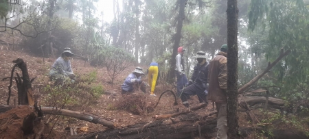 Limpeza de espécies invasoras no Parque Natural de Monte Gordo