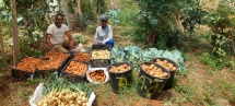cirawa-produtos-organicos-do-campo-experimental-de-casa-de-