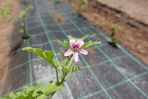 ecoraizes-instalacao-de-campo-experimental-de-plantas-aroma