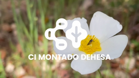 Já está disponível o vídeo de apresentação do Projeto CI Montado-Dehesa