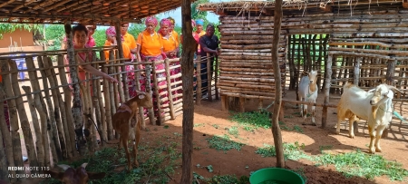 Moçambique: processo de fomento dos caprinos