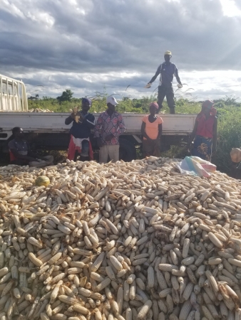 Colheita de milho no campo de demonstração de Naquite-Moçambique